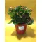 Kalanchoe Plant in Ceramic Pot  & Decoration