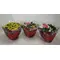 Kalanchoe Blossfeldiana