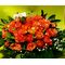 Καλάθι με (50) πορτοκαλί - σομον τριαντάφυλλα