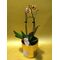 Ορχιδέα Φαλαίνοψις Kolibri  Φυτό  σε κεραμικό ποτ με διακόσμηση. Ορχιδέα "Νάνος"