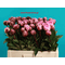 Paeonias bouquet