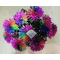 Chrysanthemums "Rainbow" fascinating colors !!!
