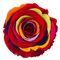 Τριαντάφυλλο Ουράνιο Τόξο σε σύνθεση.