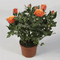 Rosa Kordana plants