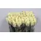 (21) white  roses