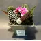Saintpaulia Plant in Zink Pot  & Decoration