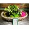 Small Christmas Basket with Plants & Decoration