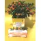 Solanum Plant in Ceramic Pot  & Decoration