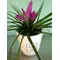 Tillandsia Cyanea σε κεραμεικό ποτ . Συσκευασία δώρου !!!