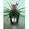 Tillandsia Cyanea σε βάζο.