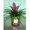 Tillandsia Cyanea σε βάζο με διακοσμητική άμμο. Συσκευασία δώρου !!!