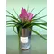 Tillandsia Cyanea