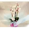 Ορχιδέα Phalaenopsis midi.