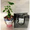 Plant Ficus Ginseng in glass vase.Blue summer!!!