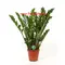 Φυτό "Zamioculcas"  (Zamia)