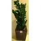 Φυτό Zamioculcas ύψους περ.1.20m. σε ποιοτική γλάστρα.Κεραμική ή μεταλική.