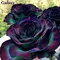Exclusive "Galaxy"  (10) stems Roses Arrangement In Pot, Basket or Vase.