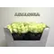 (20) white 90cm!!! roses Extra Quality Adalonia!!!