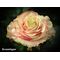 Exclusive "Avalanche Antique"   Roses