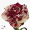 "Harlequin" roses Bouquet (21) stems. New !!!