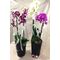 Phalaenopsis .Twin Extra Quality Pots with (2) plants in each one (total (4) plants). Very Exclusive.
