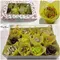 (12) Exclusive Waxed Cupcakes or Chocolate Roses