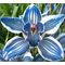 Exclusive X-Large Cymbidium Οrchids  (2) stems height appr. 0,60m. in vase arrangement.Blue!!! New!!!
