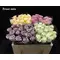 (10) Exclusive Frosted Waxed  Roses