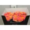 Exclusive "Houdini"  (11) stems Roses