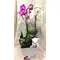 Arrangement  with Orchids + Plants In Artstone Pot + Accessories