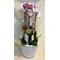 Orchids in Ceramic Pot  & Decoration