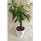 Plant  Pahira +  Pot