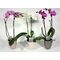 Phalaenopsis (1) Plant with (2) spikes of flowers + Pot. (only for ATTICA REGION GREECE)
