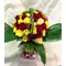 Roses (70) stems in vase with colored water and rose pedals.