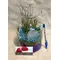 Air Plants tillandsias in glass vase with decoration.