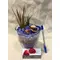 Air Plants tillandsias in glass vase with decoration.