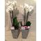 Phalaenopsis .Twin Extra Quality Artstone Pots