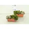Sempervivum Σύνθεση  σε σκεύος !!!