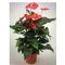 Anthurium Plant in quality pot or basket !!! Height appr. 50-60cm