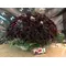 Roses Natural Black Baccara (70) stems. Very Exclusive. Quality Basket Arrangement.