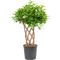 Ficus Moclame Microcarpa Shaped Stems !!! Height appr. 110cm.
