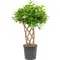 Φυτό Ficus Moclame Shaped Stem !!! . Ύψος περ. 110cm.