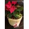 Christmas Plants in basket - (3) Plants & Decoration !!! (Random varieties & colors)