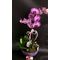 Orchid phalaenopsis plant "(2)flower spikes" + Tillandsia and decoration