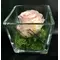 Rose Big Head (6cm)  (preserved) In Arrangement with decoration.