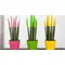 Φυτό Sansevieria Cylindrica Velvet Touch με Βελούδινα χρωματισμένα άκρα. Σε ποτ ή καλάθι !!! . Ύψος περ. 30cm.