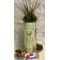 Air Plants Tillandsias in Ceramic Design Vase With Hanging Snail Shells Planted Along. Exclusive !!