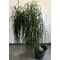 Φυτό Beaucarnea Nolina  ύψους περ.2.20m. σε ποιοτική γλάστρα. Ηλικία (30+) έτη.
