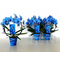 Phalaenopsis orchid "circle" shape blue. (50-60cm)Super Offer!!! Pot included!!!