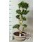 Bonsai plant (big size) height appr. 1.00m. in pot !! Ficus Ginseng 8 Shape!!!!